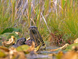 Three River Otter at edge of Lake, watching, curious.