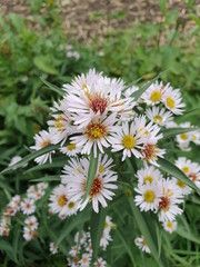 daisies in the garden