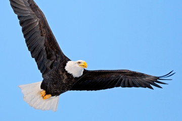Bald Eagle Bird soaring in light blue sky.