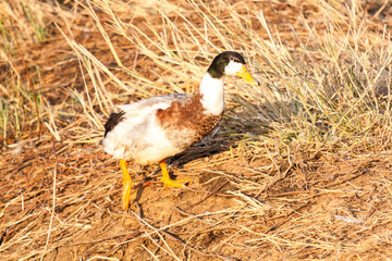 A duck with black head and white neck, walking through dry grass in Kerala, India