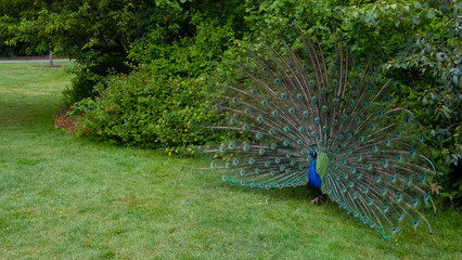 Obraz premium Peacock wide angle