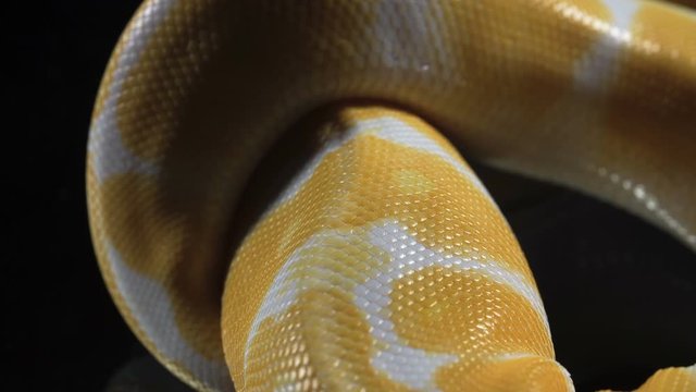 Footage of albino royal phyton skin