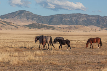 Wild Horses in the Utah Desert