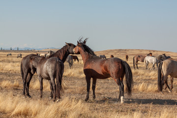 Fototapeta premium Wild Horses in the Utah Desert