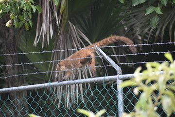 Coatimundi Mexican Racoon Coati Climbing on Chain Link Fence Barbwire