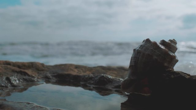 rapan on a stone by the sea against the background of waves and blue sky. 4k. 4k video. slow motion. 23.98 fps