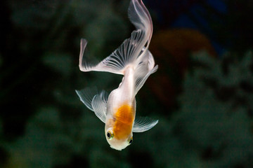 White and Orange Gold fish with beautiful long tail swimming to the bottom of aquarium tank