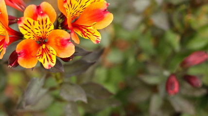 Summer or autumn flower background. Beautiful alstroemeria flowers close-up on the blurred green background with copy space