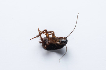 An extreme close-up and macro view on the upside down body of a dead cockroach, domestic pest isolated against a white background with room for copy.