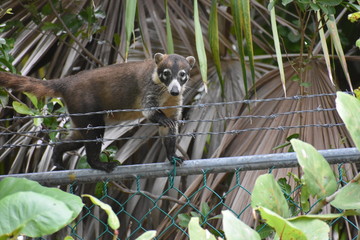 Coatimundi Mexican Racoon Coati Climbing on Chain Link Fence Barbwire