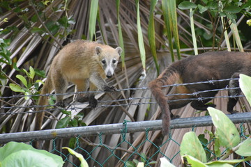 Coatimundi Mexican Racoon Coati Climbing on Chain Link Fence Barbwire