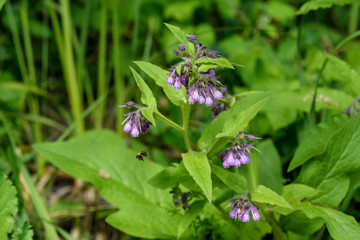 Small blue flowers of Symphytum officinale, commonly known as Quaker comfrey, cultivated comfrey, boneset, knitbone, consound or slippery-root, surrounded by green grass in a sunny spring garden