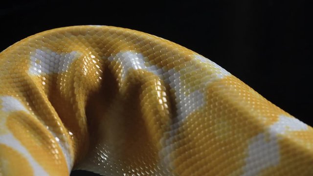 Footage of albino phyton skin