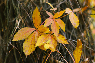 Yellow leaves of wild grapes close-up, autumn background