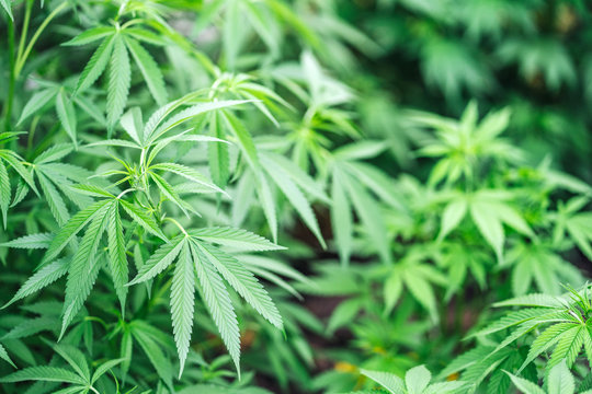 Organic Medical Marijuana Plants.