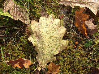 drops of dew on a fallen oak leaf