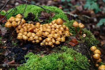 the image shows some kuehneromyces in a wood