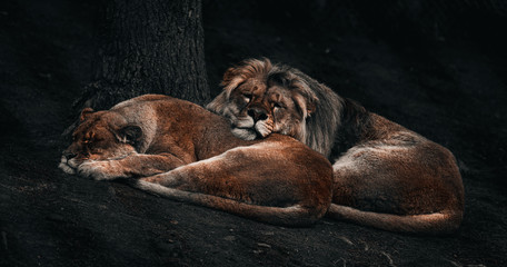 Sleeping Lions