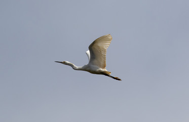 Heron flying