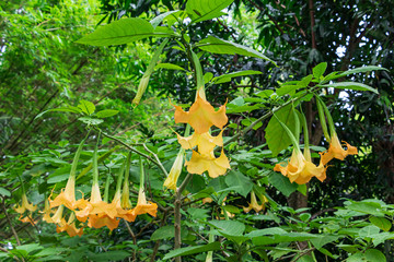 Golden angel's trumpet (Brugmansia aurea) - Florida, USA