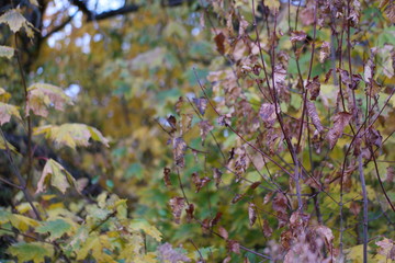autumn leaves 