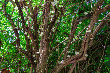 Candle tree (Parmentiera cereifera) flowers