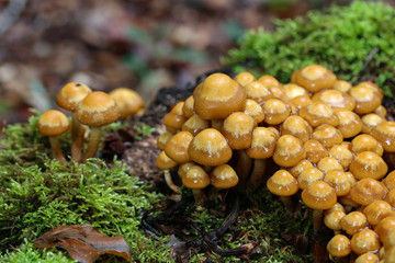 the image shows some kuehneromyces in a wood