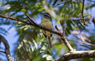 Bird on a branch looking down