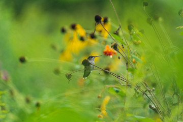 Ruby throated hummingbird sitting on a branch in a prairie