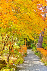 View of the colorful trees in autumn at Fujikawaguchiko next to Lake Kawaguchi in Japan.