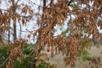 yellow acacia