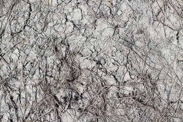A close view of the dry cracked dirt ground surface.