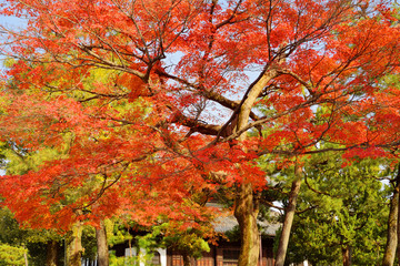 Fototapeta premium 建仁寺の紅葉
