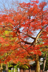 建仁寺の紅葉