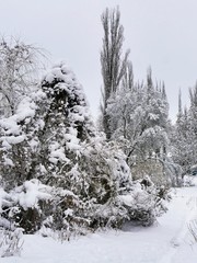 Trees covered with snow, winter landscape, bad weather, cold season