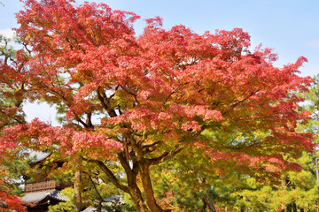 Naklejka premium 建仁寺の紅葉