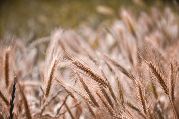 Fototapeta premium Golden ripe ears of wheat in field, soft focus.