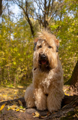 The Irish wheaten soft-coated Terrier sits on a tree trunk in the autumn forest.