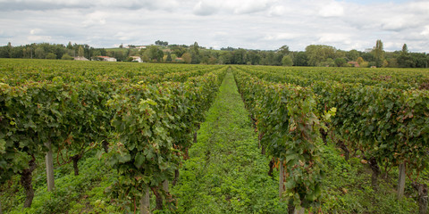Fototapeta na wymiar Bordeaux Vineyard in castle in Saint émilion village