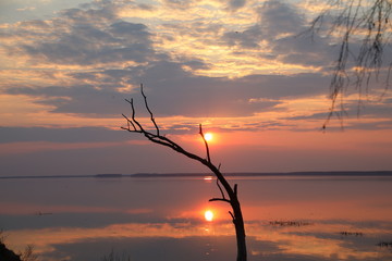 Naklejka premium Dead tree in the water against the sunset.The sun is above the horizon and the illuminated sky with clouds mirrored on the smooth surface of the lake.A great end to the day.Exclusive picture of nature