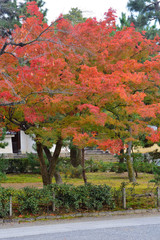Naklejka premium 建仁寺の紅葉