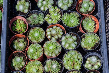 Group of different types of round fresh succulent plants in small brow and black pots, displayed for sale at a flower market