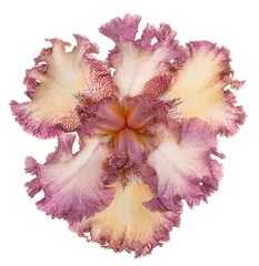Foto op Plexiglas iris flower isolated © _Vilor