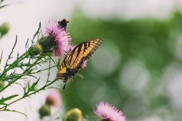 eastern tiger swallowtail butterfly (papilio glaucus) and bumblebees feeding on thistle flowers in the Fall