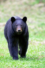 Black Bear walking in meadow towards viewer.