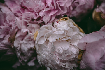 Pastel pink peony flowers with water drops on the petals. Romantic and lovely bouquet of peonies.