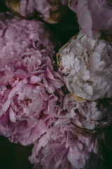 Pastel pink peony flowers with water drops on the petals. Romantic and lovely bouquet of peonies.