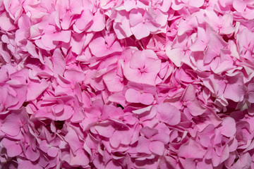 pink rose background