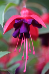 Fuchsie Dollarprinzessin © Julia