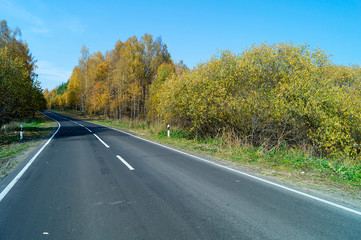 Fototapeta premium Asphalted road in autumn wood